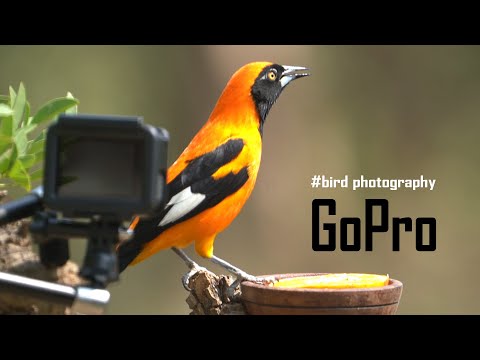 GoProで野鳥撮影　THE BIRD KING #03
